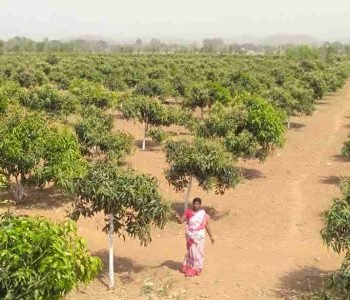 MAngo Plantation_11zon