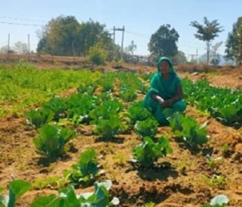 Plantation communitee